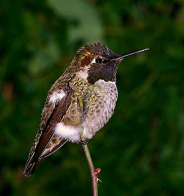 Anna Male Hummingbird "Big Red"