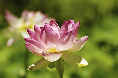 Lotus