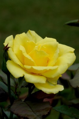 yellow rose...(in a red rose world)
