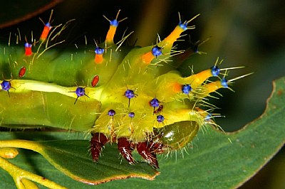 Leaf Stripper