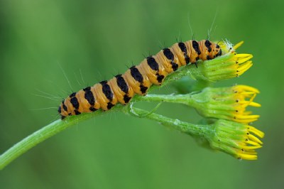  Cinnabar caterpillar