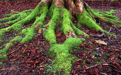 Moss on Roots
