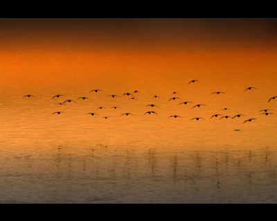 ...sanderlings at sunset #2...