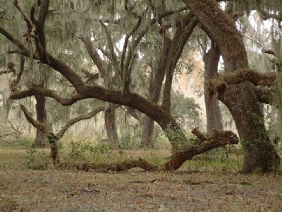 Oak Hammock