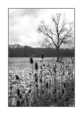 Thistles and Tree