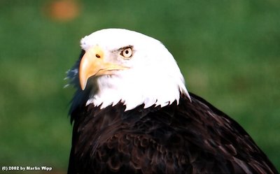 Bald Eagle