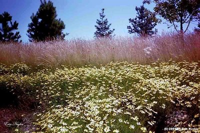 Nature on the Roadside