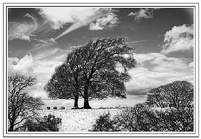 Winter Tracery