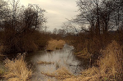 Salmon Rearing Pond