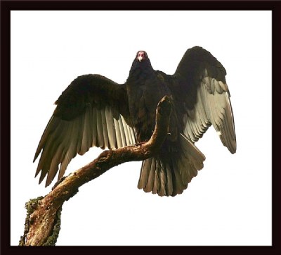 VULTURE