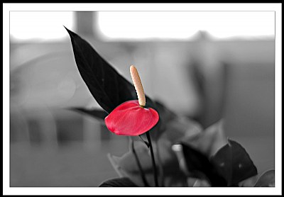 Anthurium #2