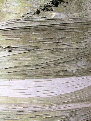 bark detail