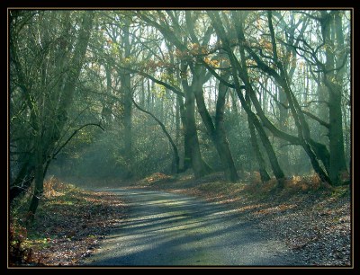 The Lane