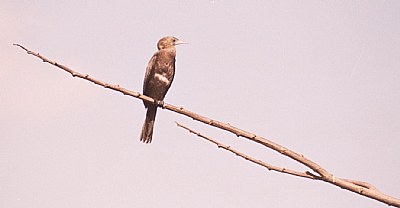 Bird of branch