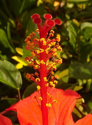 Hibiscus, again