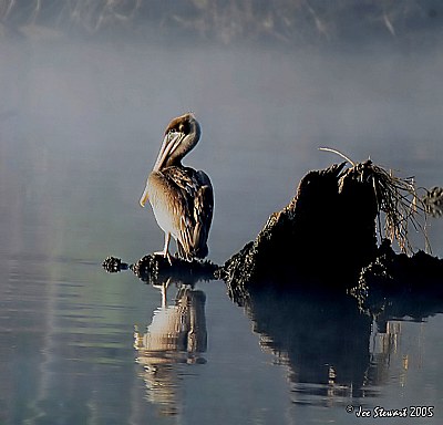 Morning Fog 