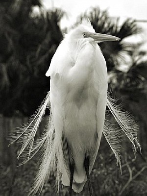 Breeding Feathers, Greater Egret