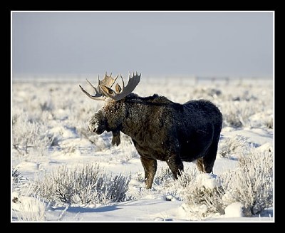 Bull Moose in Snow