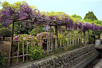 Wisteria