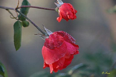 red rose