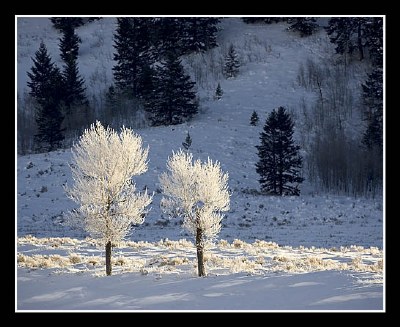 Trees with Hoarfrost