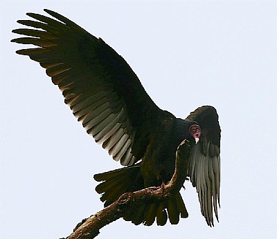 VULTURE