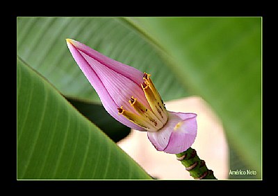 Flower of Banana Tree