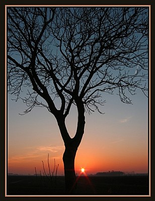 Tree in silhouet