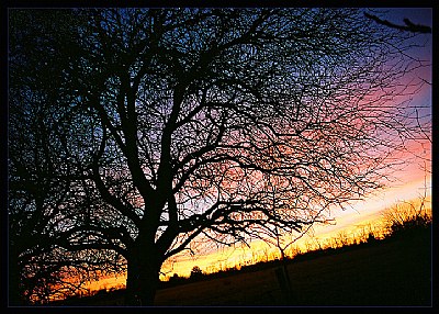 Of Walnut and Sky