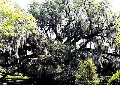 Oak & Spanish Moss