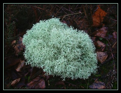 Lichen