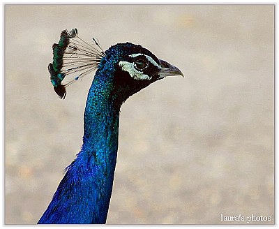 Proud Bird