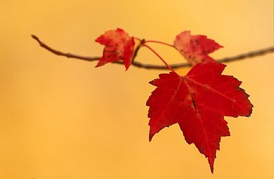 Red on Yellow