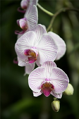 Peradeniya Botanic Gardens