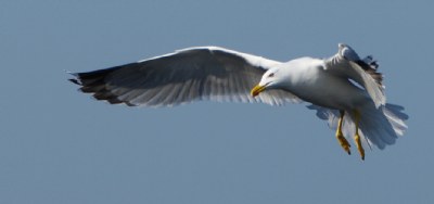 gull