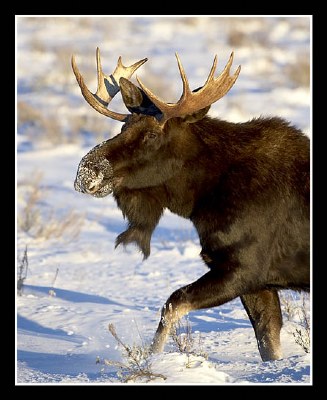 Bull Moose in Snow