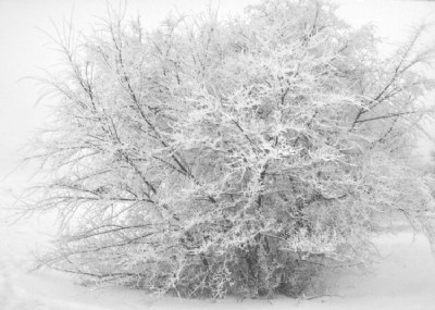 The Winter Spirit