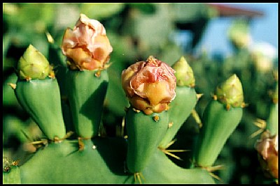 cactus fingers