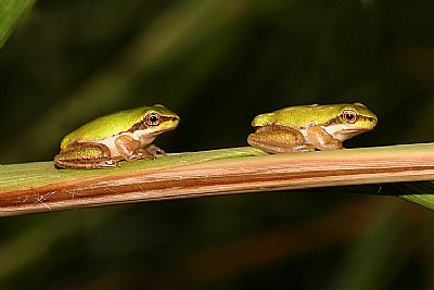 Two Little Frogs.