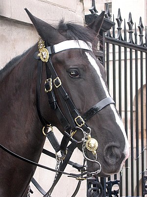 royal horse