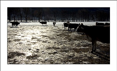 Cows in early morning light (6943)
