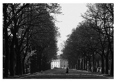 Tree-lined ave.