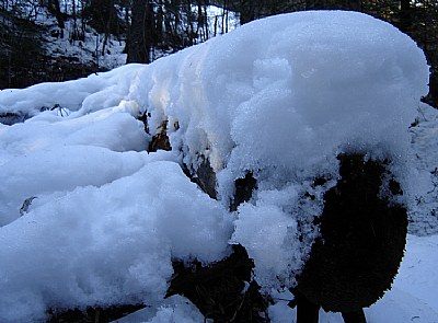 Winter on the Trail