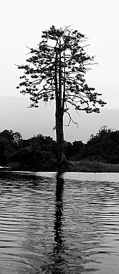 Lone Tree