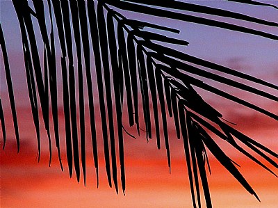 palm leaf and sunset