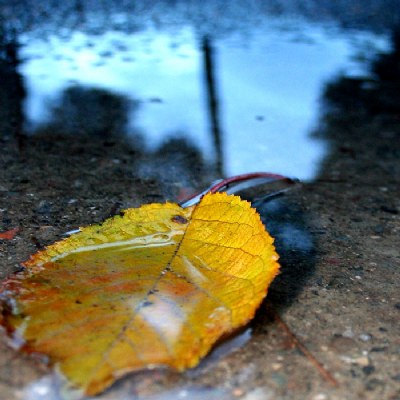 Winter's Leaf