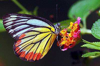Painted Jezebel
