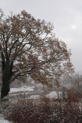 Tree & Snow