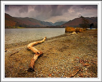 Branch at Ullswater