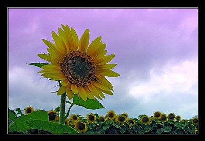 Sunflowerfield